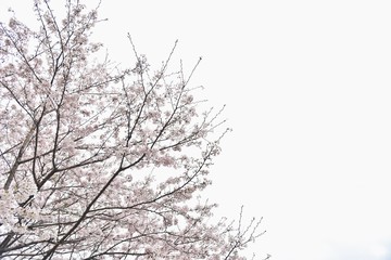 Fototapeta na wymiar Background of Cherry Blossom Flowers or Sakura Blooming