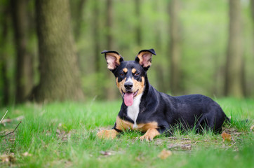 Beautiful dog portrait in the middle of the forrest in spring time