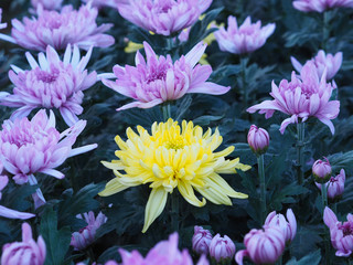 Obraz premium one yellow chrysanthemum flower among another violet colors in a greenhouse