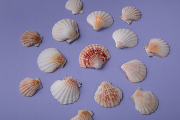 Composition of seashells
