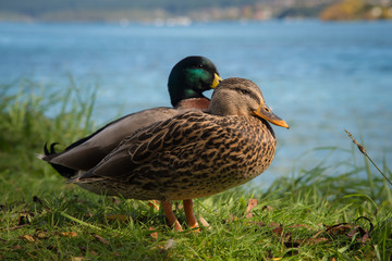 Grey ducks one of most population birds life species in New Zealand.