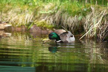 wiosna w Polsce - dzikie kaczki © agarianna
