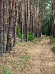 Waldweg im Kiefernwald
