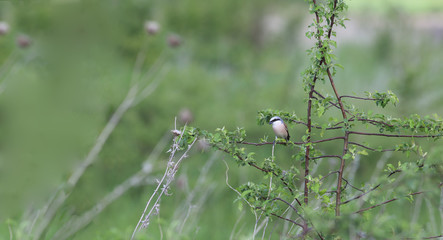 Evening ear while fishing