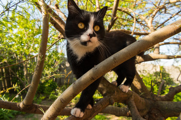 The cat is climbing on a tree in the garden