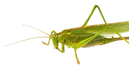 Grasshopper cleaning its feeler, isolated on white