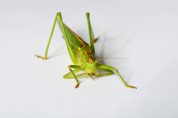Grasshopper cleaning its feeler, isolated on white