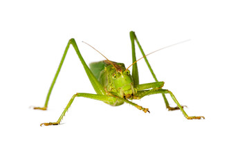 Grasshopper cleaning its feeler, isolated on white