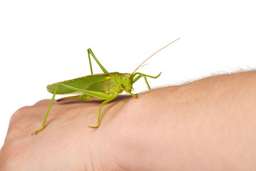 Green grasshopper crawling along a human arm