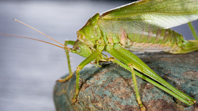 Grasshopper resting on a stone and cleaning its feet