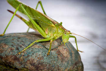 Grasshopper resting on a stone
