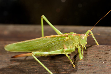 Grasshopper resting on a wooden bar and cleaning its feet.