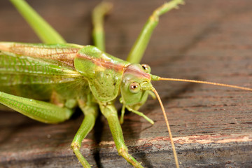 Grasshopper exploring a wooden bar