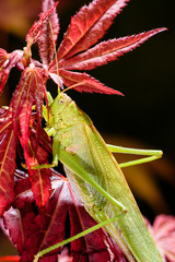 Green grasshopper sleeping at night on red maple tree