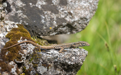 Fototapeta premium Lézard des murailles