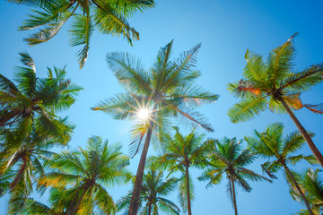Obraz na płótnie Canvas Tropical palms
