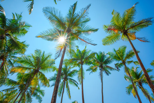Tropical palm trees over clear blue sky with shining sun