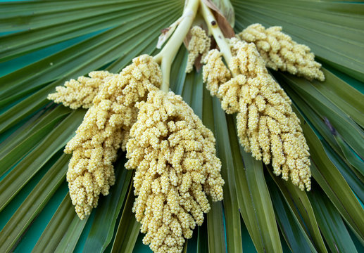 Blatt und Bl&uuml;te der Hanfpalme