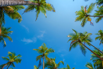 Obraz na płótnie Canvas Tropical palms at sunny day