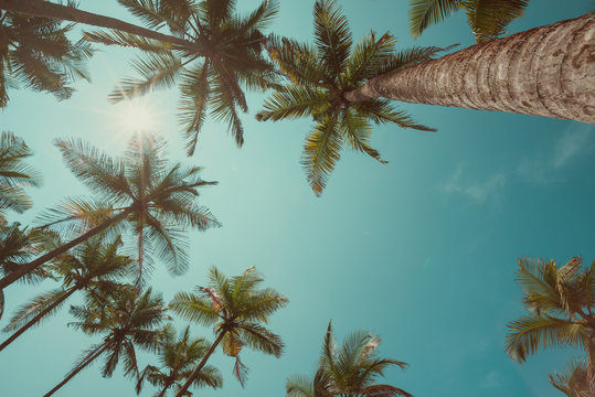Vintage toned palm trees over sky background 