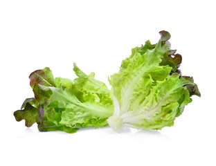 red oak lettuce isolated on white background