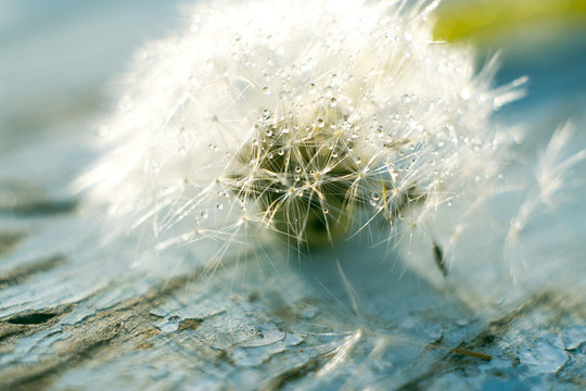 Macro of dandelion in water drops.