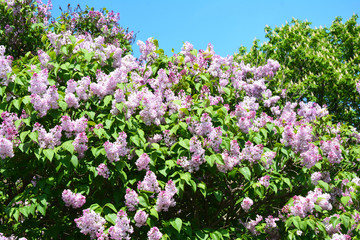 Lila. Paars lila bloemen. Bloeiende struik van paarse seringen in het voorjaar. Mooie bloemen van lila.