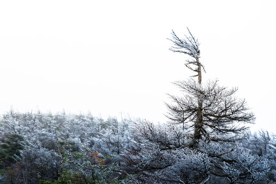 Frozen trees on a foggy day in Japan