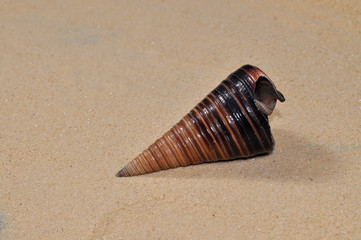 Seashell on the sand at the beach, concept of summer vacation
