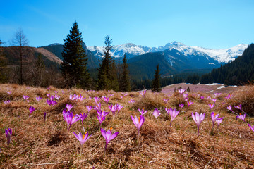 Wild crocuses blooming on the hill in the mountains
