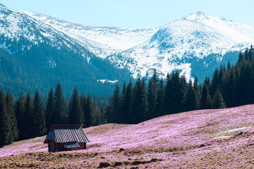 Cabin on the mountain forest meadow with spring flowers