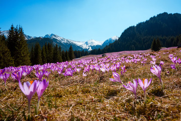 Fototapeta premium Beautiful meadow of blooming wild spring crocuses at a sunny day in the middle of mountain forest with snowy peaks on horizon