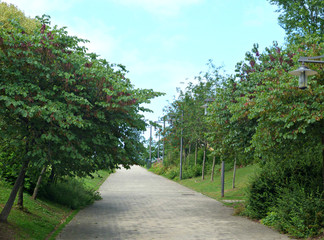 Wooded road