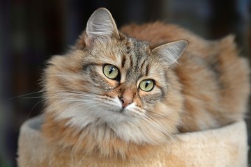 sibirische waldkatze