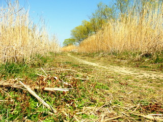 春の河川敷の道