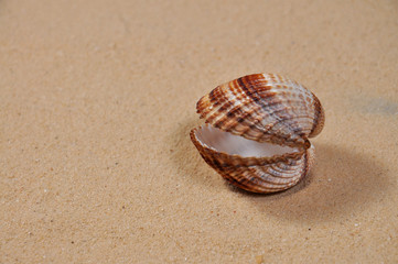 Seashell on the sand at the beach, concept of summer vacation