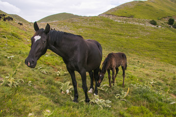 Cavalli al pascolo tra i verdi prati di montagna