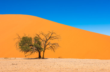 Fototapeta na wymiar Dune 45, Sossusvlei, Namib-Naukluft National Park, Namibia