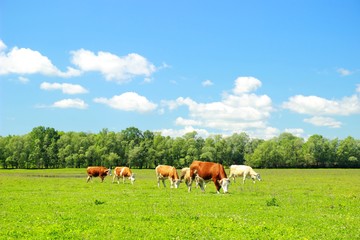 Naklejka na ściany i meble Cows in pasture