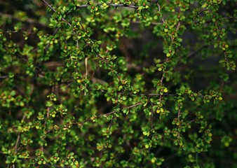 Fototapeta na wymiar Little green tree leaves in the sunlight. Natural texture, Vegetative abstract background.