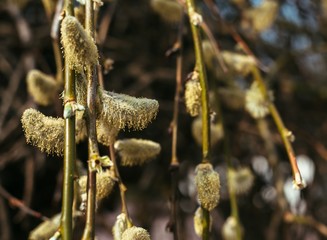 Little green tree leaves in the sunlight. Natural texture, Vegetative abstract background.