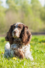 Brown spotted russian spaniel lays on the green grass