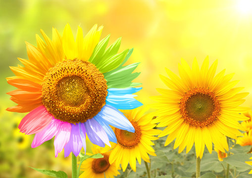 Sunflower with petals painted in rainbow colors