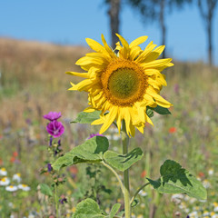 Sonnenblume, Wildblumenwiese