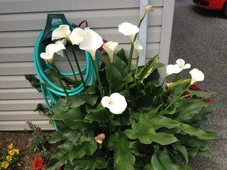 flowers