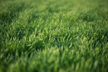 Grass on the field. Agricultural landscape in the summer time