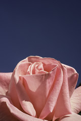Pink Brigadoon Rose