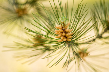 Naklejka na ściany i meble fir-cone on a pine tree