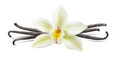 Fototapeta na wymiar Vanilla flower pod symmetric composition isolated