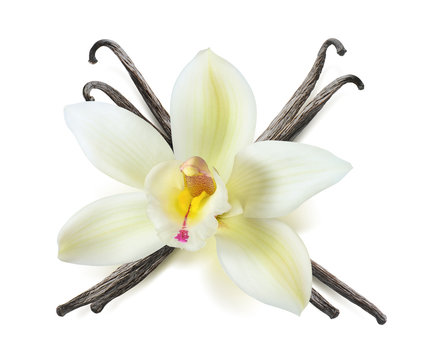 Vanilla flower pods crossed isolated